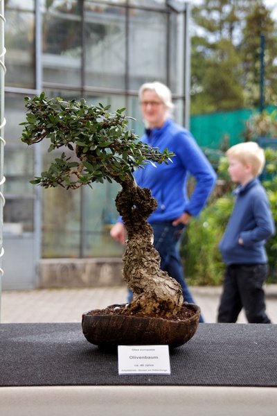 Olea europaea; Olivenbaum; ca 40 Jahre; Arbeitskreis am Rübenberge.jpg