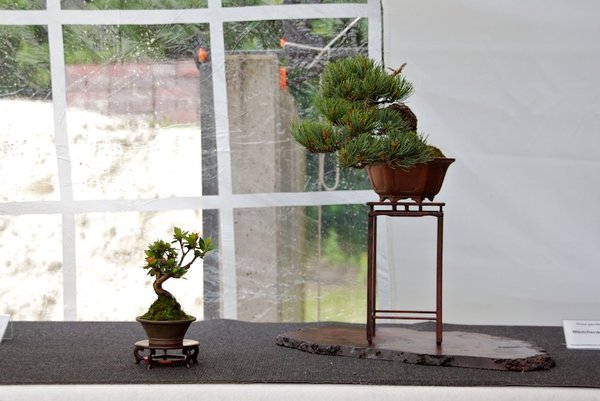 Pinus parviflora; Mädchenkiefer; Arbeitskreis Weserbergland.jpg