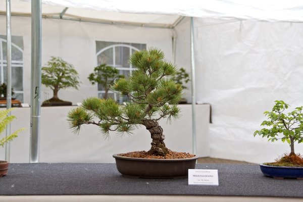 Pinus parviflora; Mädchenkiefer; ca 19 Jahre; Arbeitskreis Lübeck.jpg