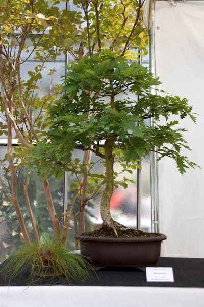 Quercus robur; Stieleiche; ca 16 Jahre; Arbeitskreis Bremen.jpg