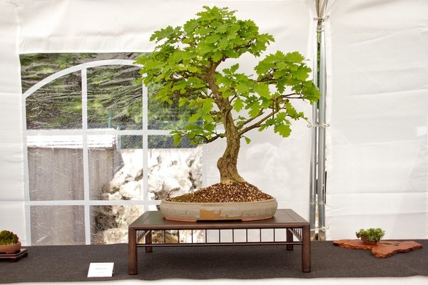 Quercus robur; Stieleiche; ca 40 Jahre; Arbeitskreis Oldenburg.jpg