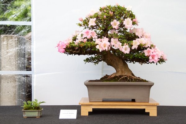 Rhododendron indicum Gyoten; Satsuki Azalee; ca 57 Jahre; Arbeitskreis Oldenburg.jpg