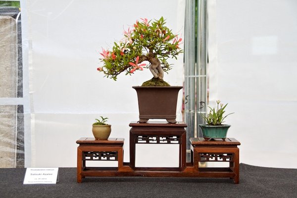 Rhododendron indicum; Satsuki Azalee; ca 35 Jahre; Arbeitskreis Oldenburg.jpg