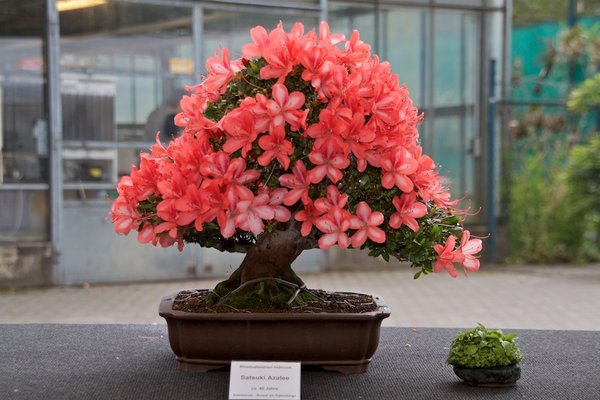 Rhododendron indicum; Satsuki Azalee; ca 40 Jahre; Arbeitskreis am Rübenberge.jpg