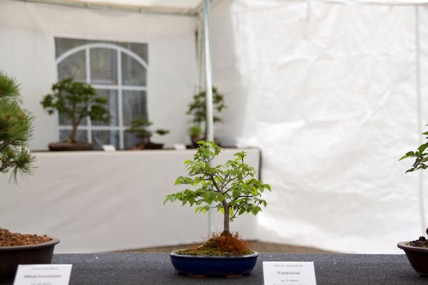 Ulmus carpinifolia; Feldulme; ca 9 Jahre; Arbeitskreis Lübeck.jpg