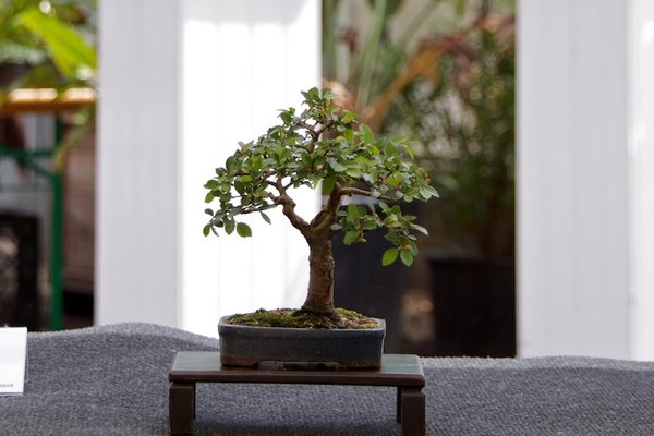 Ulmus chinensis; Chinesische Ulme; ca 15 Jahre; Arbeitskreis Weserbergland.jpg