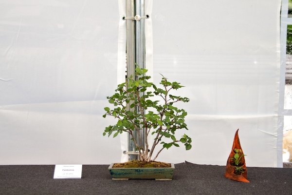 Ulmus minor; Feldulme; ca 10 Jahre; Arbeitskreis Oldenburg.jpg