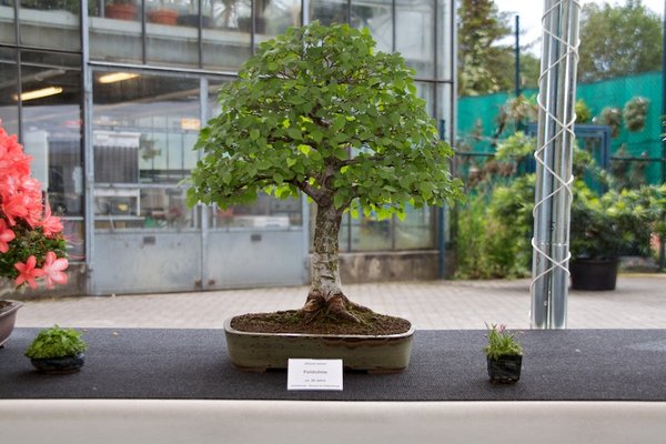 Ulmus minor; Feldulme; ca 30 Jahre; Arbeitskreis am Rübenberge.jpg