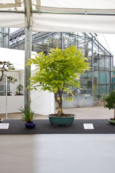 Wisteria sinensis; Blauregen; ca 20 Jahre; Arbeitskreis Lübeck.jpg