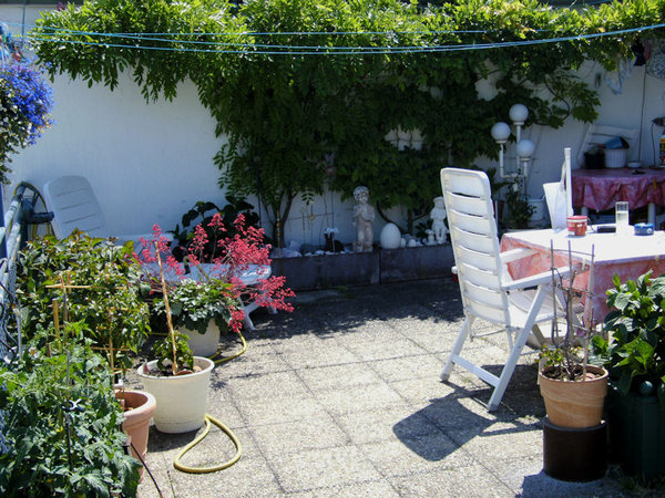 Blauregen 06/2011