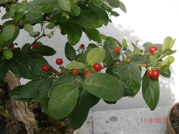 Geissfrucht1.jpg