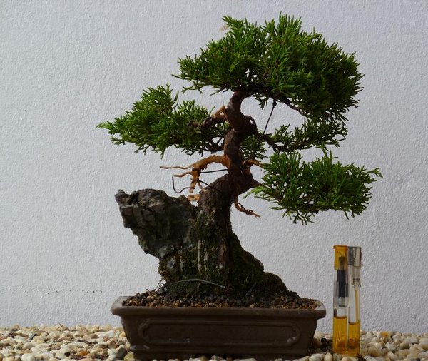 danke maddin  geiler itoigawa gestaltet von davy (wuerd mein bff baum) achja 20cm