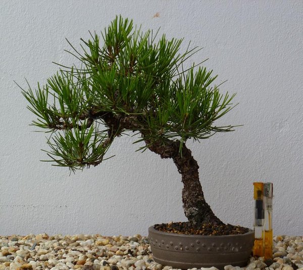 kleine densiflora scheint sich wohlzufühlen (hab bissel angst bekommen wo walter einen ast in die hand nahm und meinte der kann ab :)   18cm