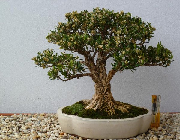 buxus h. kommt auf den bildern nicht wirklich rueber erinnert mich an savannen baeume mit flacher krone der blueht seit 6-7 wochen   23cm