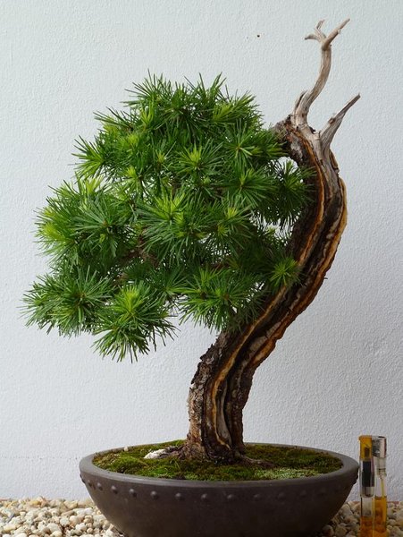eigentlich 6 cm zu hoch für shohin wegen langem jin aber egal mein liebling (davy hat sich sehr gefreut den baum mal wiederzusehen ---der kommt von ihm)  31cm