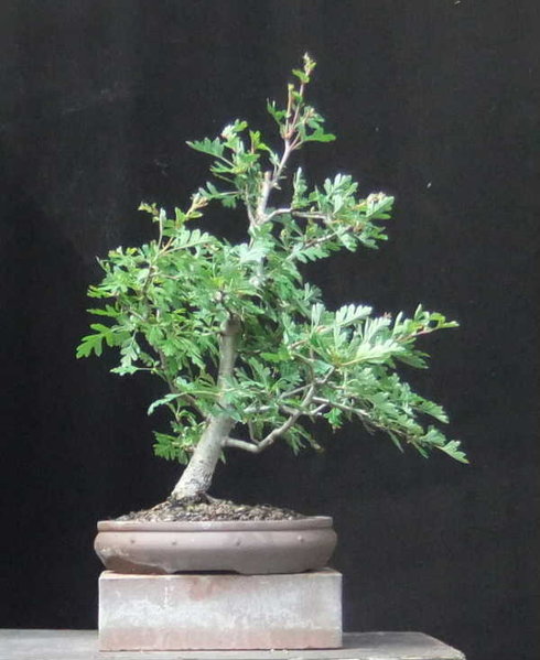 B007-Juni12-CratMono.JPG
