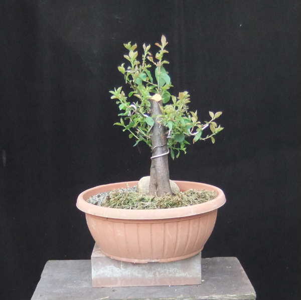 A005-Juni12-PCerasiMyro.JPG