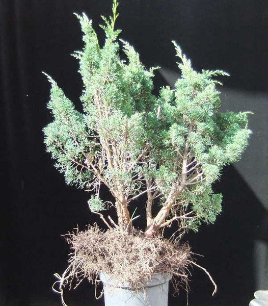 A001-März12-JuniBlaw.JPG