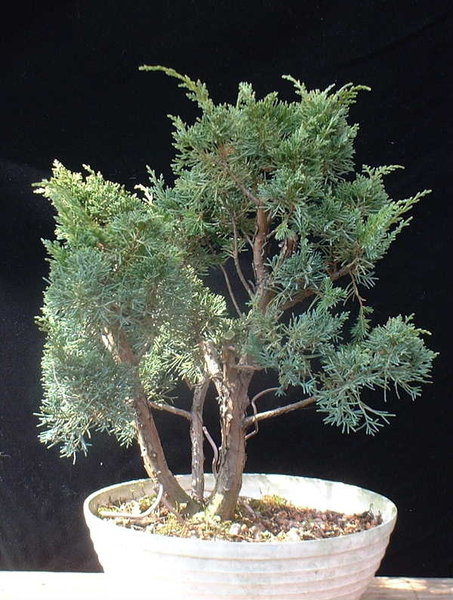 B003_April08_JUNIBLA.JPG