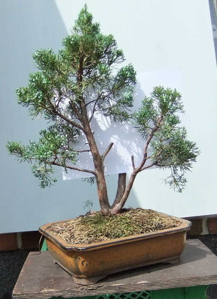 B009-Juni11-JuniBlaw.JPG
