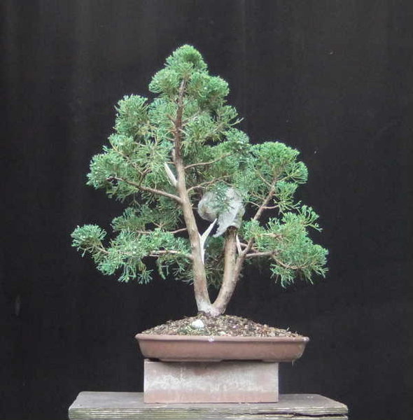 B018-Juni12-JuniBlaw.JPG