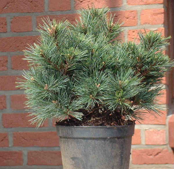 c001-April02-PinStro.JPG