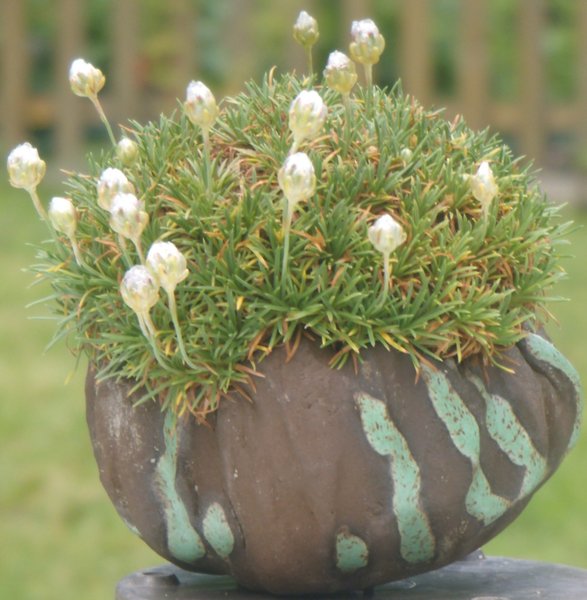 Grasnelke 2012.jpg