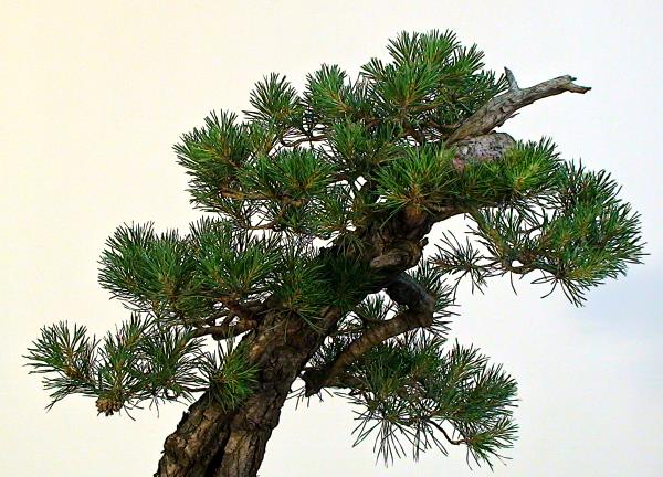 SylvestrisMerlinJuni2012_2.jpg