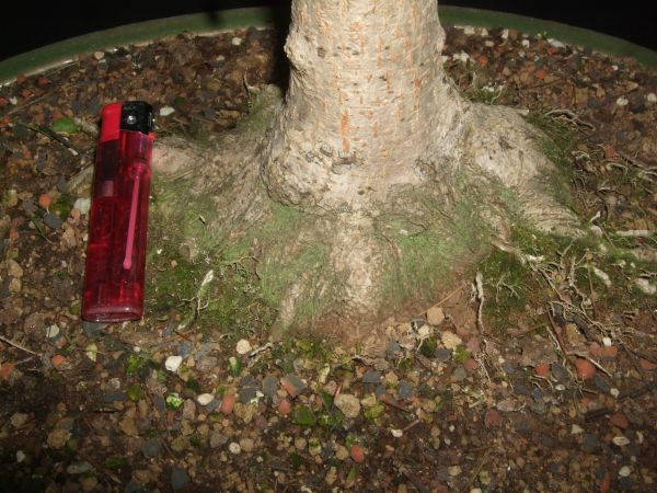 A. campestre Nebari 6-11.jpg