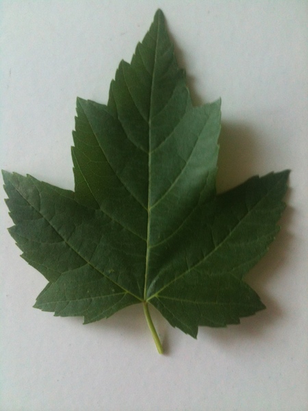 IMG_1831f4.jpg