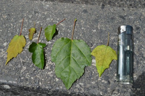 Blätter a. ginnala ginnala.jpg