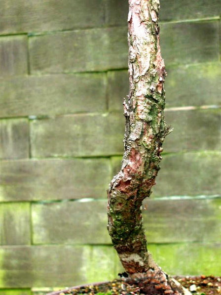 Pinus sylvestris - Borke