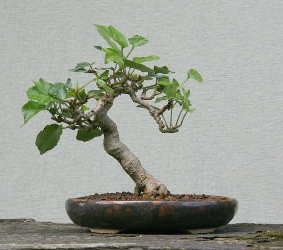 hedera.jpg