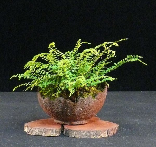 Streifenfarn (Asplenium trichomanes), Schale Marc Berenbrinker