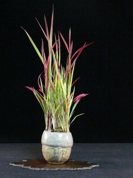Blutgras (Imperata cylindrica "Red Baron"), Schale Horst Heinzlreiter