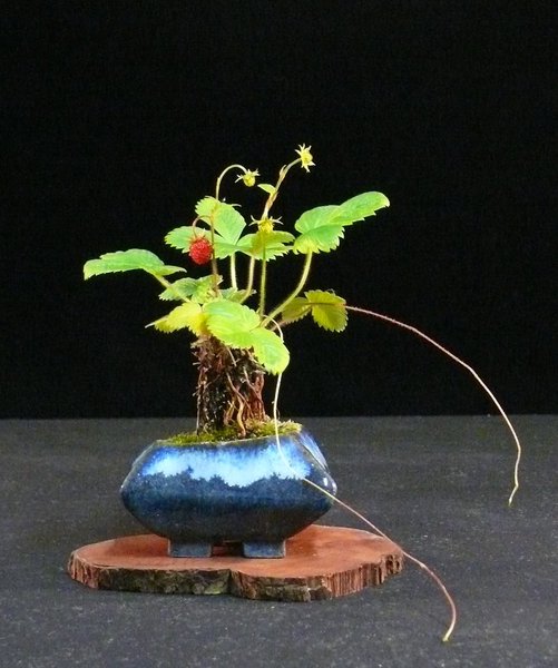 Walderdbeere (Fragaria vesca), Schale Philipp