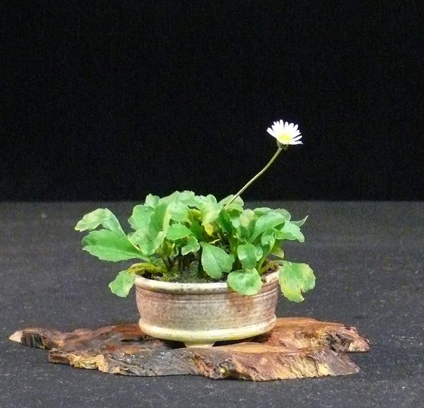 Gänseblümchen (Bellis perennis), Schale habati