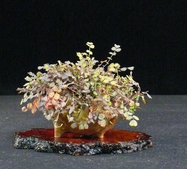 Stachelnüsschen (Acaena microphylla "Kupferteppich"), Schale Schmieda