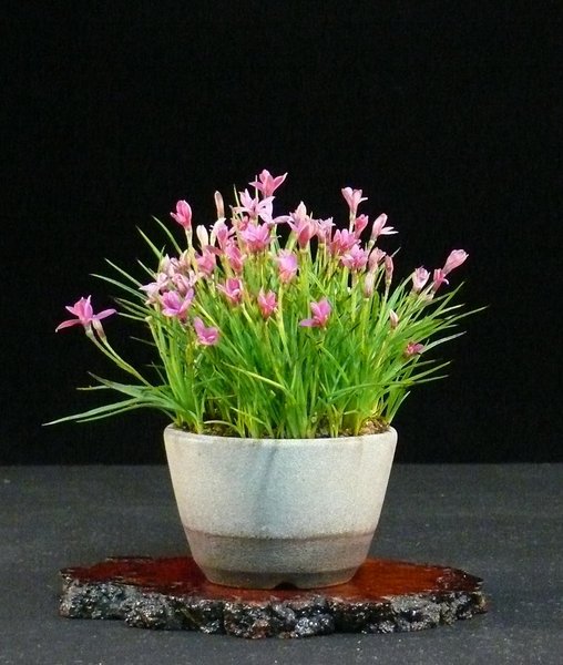 Rhodohypoxis deflexa, Schale Walsall