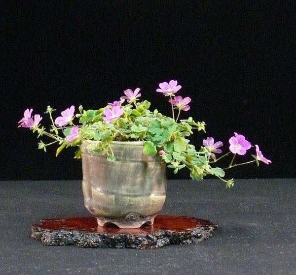 Reiherschnabel (Erodium cicutarium), Schale Stone Monkey