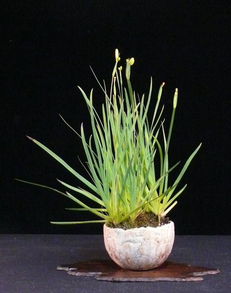 Kalfornische Binsenlilie (Sisyrinchium californicum), Schale Gisela V.