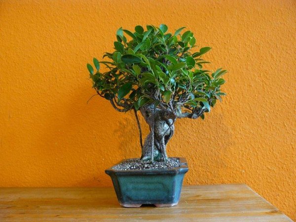 Ficus Retusa Lentic_Tag der Ankunft von Enger_Ohne Blitz Stativ, Selbstauslöser270°.jpg