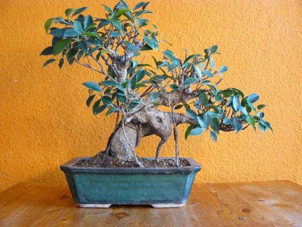 Ficus Retusa Lentic_Einen Monat nach Melloni.jpg