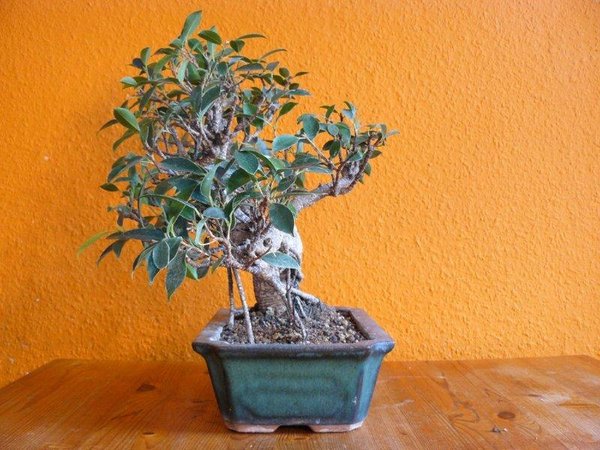 Ficus Retusa Lentic_Einen Monat nach Melloni90°.jpg
