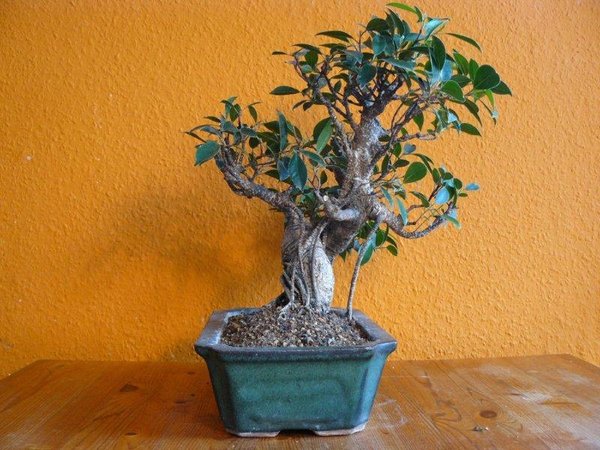 Ficus Retusa Lentic_Einen Monat nach Melloni270°.jpg