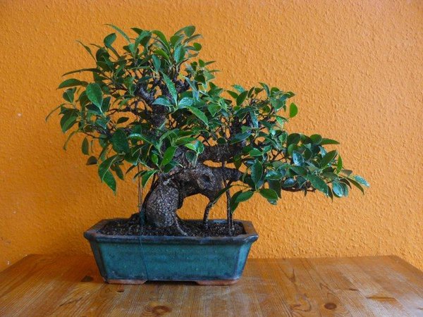 Ficus Retusa Lentic_Drei Monate nach Melloni, nach Spannen und Drahten.jpg