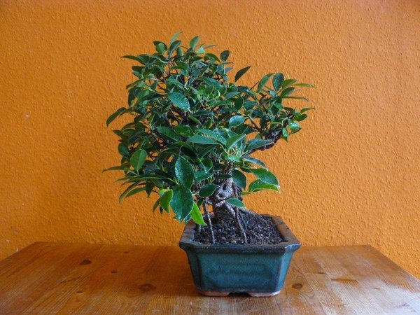 Ficus Retusa Lentic_Drei Monate nach Melloni, nach Spannen und Drahten90°.jpg