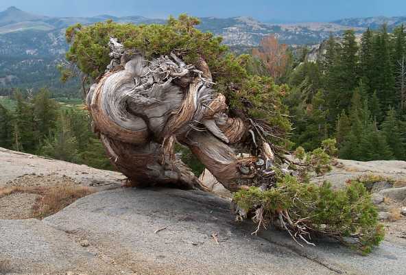 Juniperus - Sierra 3.jpg