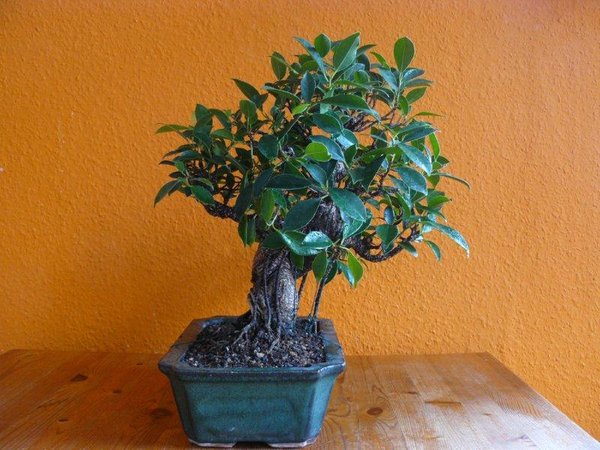 Ficus Retusa Lentic_Drei Monate nach Melloni, nach Spannen und Drahten270°.jpg