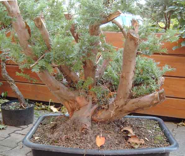 Taxus vom 05.10.2005.jpg